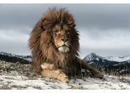 Skleněný obraz LION 120x80 cm